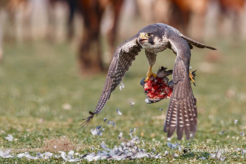 Falcon in flight with his Prey by Hari K Patibanda is licensed under CC BY-NC 2.0.